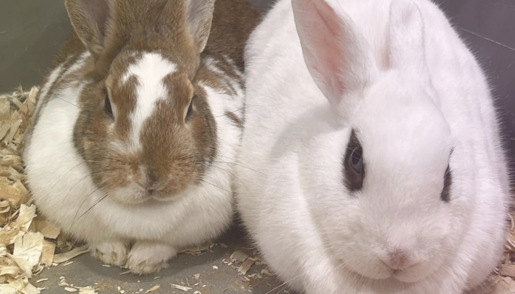 Screenshot 2025-04-03 at 9.24.09 AM